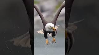 Eagle eagle baaj sahin attitudestatus attitude wildlife wildanimals explore [upl. by Ula]