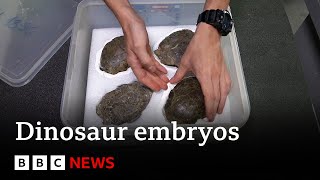 Inside Portugals dinosaur embryo discovery  BBC News [upl. by Armillia]