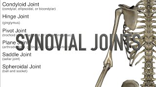 Synovial Joints  Quiz [upl. by Bohlen]