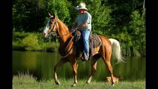 quotPonchoquot Golden Palomino Tennessee Walking Horse Gelding For Sale [upl. by Tnarud]