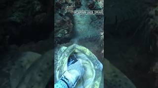 Spearfishing gone wrong😱 shorts [upl. by Nelyk940]