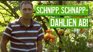 Dahlien richtig schneiden  Der Grüne Tipp kompakt [upl. by Eisset]