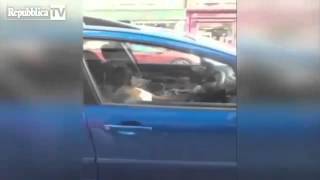 Cane boxer suona il clacson in auto [upl. by Andra]