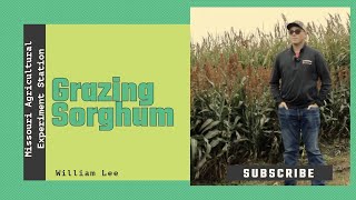 Grazing Sorghum as a Forage [upl. by Aram]