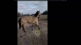 How to find your Lameness in Your Horse [upl. by Tenneb]