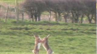 Boxing Hares [upl. by Laram658]