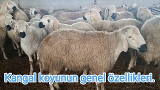 Kangal koyunun genel özellikleri Sivasa özgü koyun ırkı [upl. by Eimac]