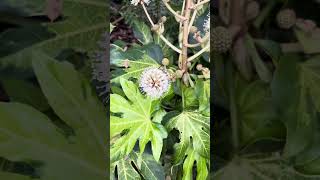 Fatsia japonica variegated blooms [upl. by Rogozen683]