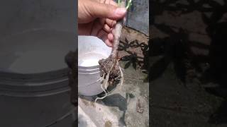 Propagation of seedlings from branches of Allamanda plantsgardening plants tips shorts [upl. by Vassar557]