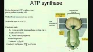 Mod01 Lec20 Electron Transport Chain amp Oxidative Phosphorylation [upl. by Solomon550]