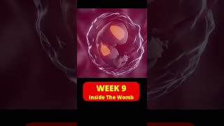 9 weeks pregnant  week by week pregnancy  Baby growth in pregnancy [upl. by Elianora682]