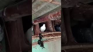 pigeon my youtube channel subscribe [upl. by Atsirhcal]