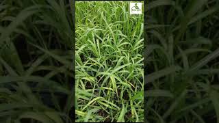 ऊस वाण फुले १५००६ Sugarcane Variety Phule 15006 [upl. by Lombardo]