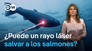 La industria del salmón busca en la tecnología la solución a la alta mortalidad de los peces [upl. by Ellek104]