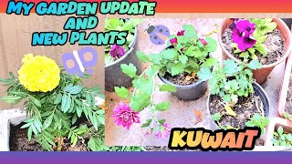 Garden update part 2 and new plants 🪴 in tamil kuwait [upl. by Sneed]