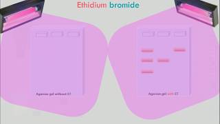 Agarose Gel Electrophoresis Animation [upl. by Canada]