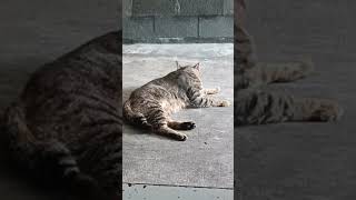 Kenapa Kucing Sering JlLATlN BuIunya [upl. by Alikee132]