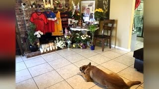 The Heartbreaking Way This Dog Is Grieving His Owners Death [upl. by Lehcir247]