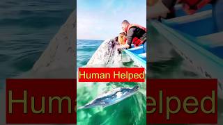 Human Helped the whale duet trending [upl. by Anyela]