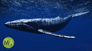 Underwater Whale Sounds  Full 60 Minute Ambient Soundscape [upl. by Daloris]