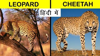 Leopard vs Cheetah Comparison in Hindi Shorts Short [upl. by Kcirdneh]