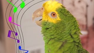 My Amazon Parrot SINGS 🎼 quotSomewhere Over The Rainbowquot [upl. by Oirom]