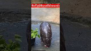 Moo Deng  The Hippo eating With Mother [upl. by Inajar]