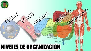 Niveles de organización interna de los seres vivos [upl. by Deehan]