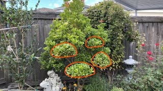 Pieris Japonica Cloud Pruning 2021 Part 1 September 22 [upl. by Nywnorb]