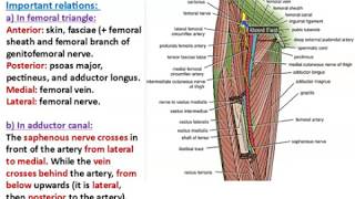 Femoral and Obturator Arteries  Dr Ahmed Farid [upl. by Nauqal832]