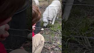 Mollie getting a treat livestockguardiandog farmdog animalfarm [upl. by Bozovich]