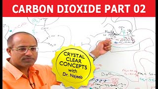 Carbon Dioxide Transport  Respiration amp Gas Exchange  Part 26 [upl. by Nylcaj]