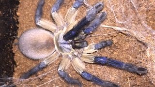 Monocentropus Balfouri Socotra Island Blue Baboon Tarantula 🕷Update And Feeding [upl. by Benedikt824]