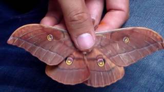 Japanese Oak Silkmoth Antheraea yamamai [upl. by Weinert]