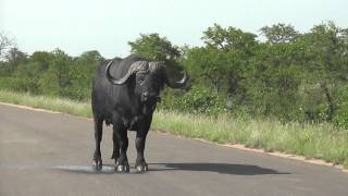 Old Buffalo and oxpeckers kruger NP [upl. by Airres]