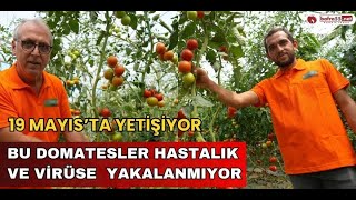 19 Mayısta Yetişen Bu Domatesler Hastalık ve Virüse Yakalanmıyor [upl. by Enyahc]