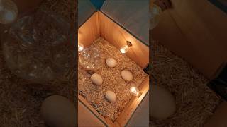 New Egg Incubator incubator viral trending hatching [upl. by Nolana429]