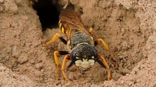 Wilk pszczeli Taszczyn pszczeli buduje gniazdo  Beewolf is building a nest Philanthus triangulum [upl. by Alyac166]