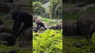 Playful wild and full of life—just like this monkey [upl. by Reinaldo]