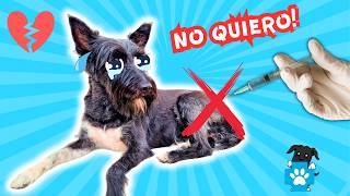 9 COSAS que ODIO de IR AL VETERINARIO 🤬Lana [upl. by Clovah]