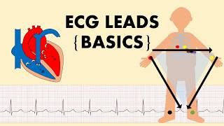 ECG Explained ECG Leads The Basics of ECG  Part 1 [upl. by Ennayram238]