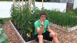 3 Simple Steps to Blight Free Tomatoes All Season [upl. by Alodie536]