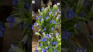 Gentiana scabra plants 🪴 [upl. by Parfitt]