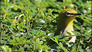 Warbling whiteeye birds [upl. by Henig19]