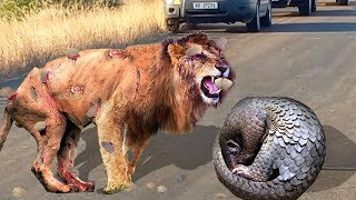 Pangolin Challenges Lions Sharp Teeth And A Tragic End For Lion When Trying To Chew Pangolin [upl. by Ohare]