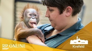 OrangUtanBaby So süß ist das Flaschenkind aus dem Krefelder Zoo [upl. by Adnawyek]