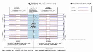 Sliding Filament Theory Part 1 NSCA Certification [upl. by Annawit]