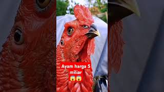 Ayam termahal didunia shortvideo ayam [upl. by Waal]