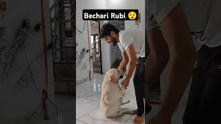 Rubi Pakdi Gayi 😉 ll labra rubi ll youtubeshorts shorts labrador doglover funny viralshort [upl. by Dorris]