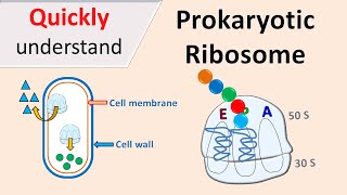 Prokaryotic Ribosomes  70S Ribosomes [upl. by Eissak]